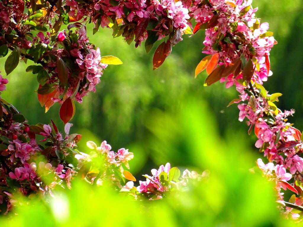 pexels-photo-381739-381739 Bright pink flowers blooming in a lush spring garden with vibrant green foliage.